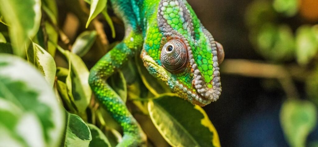 Camaleón, mascota exótica que puede compararse en distintos seguros