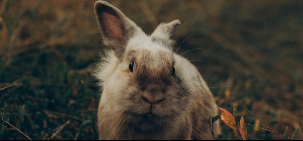 Conejo, mascota exótica común que también puede asegurarse