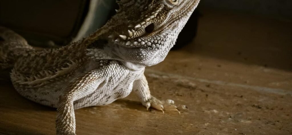 Dragón barbudo, reptil exótico que puede asegurarse