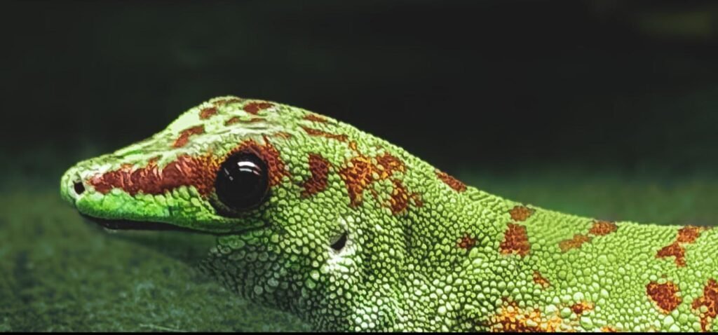 Gecko, reptil exótico sujeto a normativa de especies