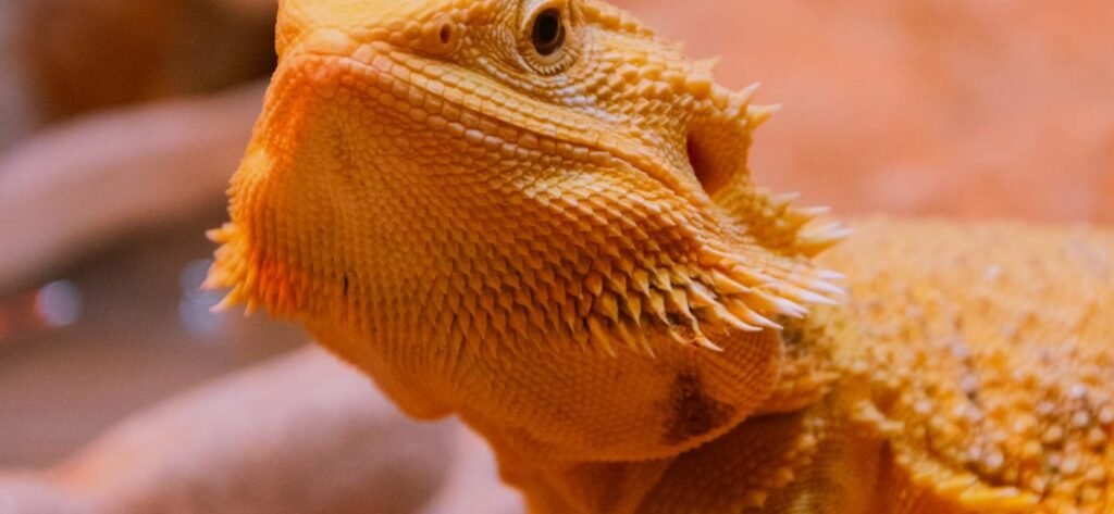 Reptil bajo lámpara de calor, riesgo de golpe de calor