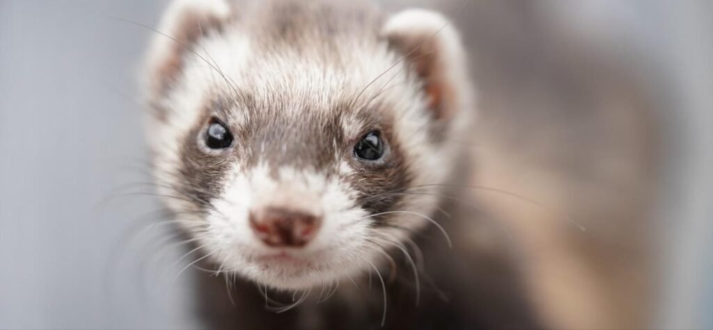 Hurón, mascota exótica propensa a enfermedades crónicas