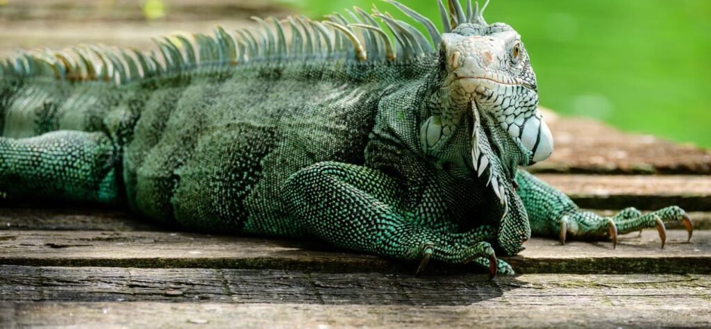 Iguana verde, ejemplo de mascota exótica que puede necesitar seguro