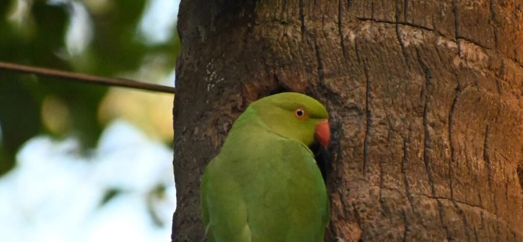 Loro verde, ejemplo de ave exótica asegurable