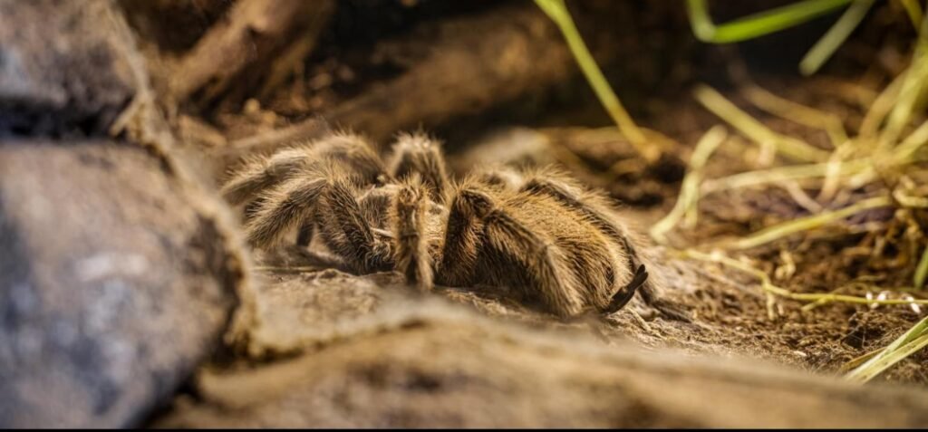 Tarántula, mascota exótica poco convencional