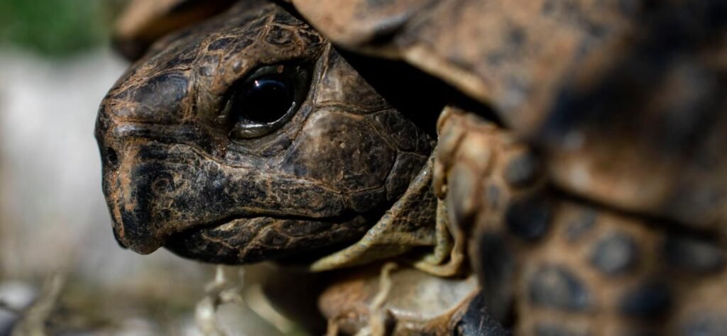 Tortuga de tierra, mascota exótica longeva